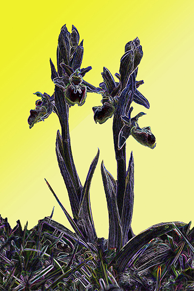 Anacamptis pyramidalis var. albiflora